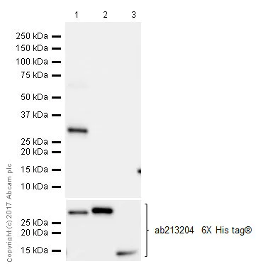 Western blot - Anti-SNAIL antibody [EPR21043] (AB216347)