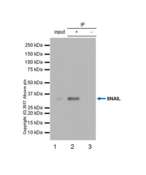 Immunoprecipitation - Anti-SNAIL antibody [EPR21043] - BSA and Azide free (AB229701)