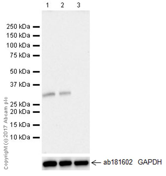 Western blot - Anti-SNAIL antibody [EPR21043] - BSA and Azide free (AB229701), expandable thumbnail