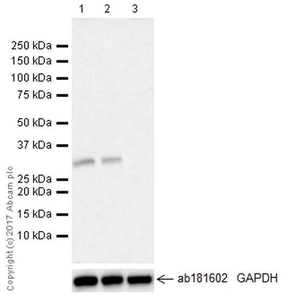 Western blot - Anti-SNAIL antibody [EPR21043] - BSA and Azide free (AB229701)