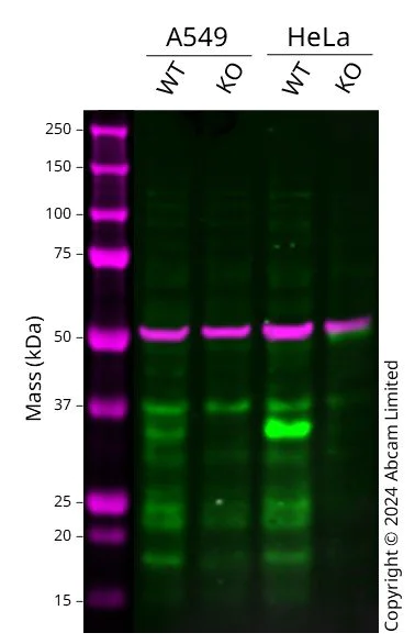 Western blot - Anti-SNAIL antibody [EPR21043] - BSA and Azide free (AB229701)