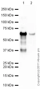 Western blot - Anti-SNAIL + SLUG antibody [20C8] (AB78105)