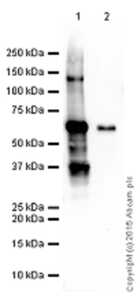 Western blot - Anti-SNAIL + SLUG antibody (AB180714)