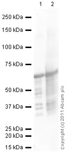 Western blot - Anti-SNAIL + SLUG antibody (AB85936)