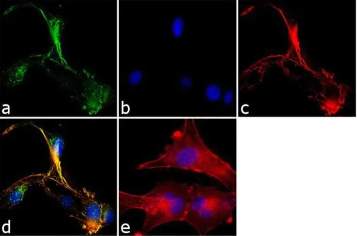 Immunocytochemistry/ Immunofluorescence - Anti-SNAP23 antibody (AB3340)