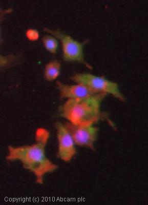 Immunocytochemistry/ Immunofluorescence - Anti-SNAP23 antibody (AB3340)