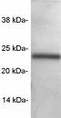Western blot - Anti-SNAP23 antibody (AB3340)