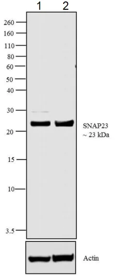 Western blot - Anti-SNAP23 antibody (AB3340)
