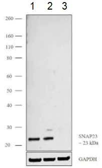 Western blot - Anti-SNAP23 antibody (AB3340)