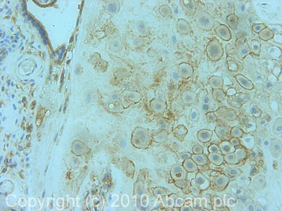 Immunohistochemistry (Formalin/PFA-fixed paraffin-embedded sections) - Anti-SNAP23 antibody (AB4114)