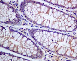 Immunohistochemistry (Formalin/PFA-fixed paraffin-embedded sections) - Anti-SNAP23 antibody [EPR8538] - Low endotoxin, Azide free (AB222224)
