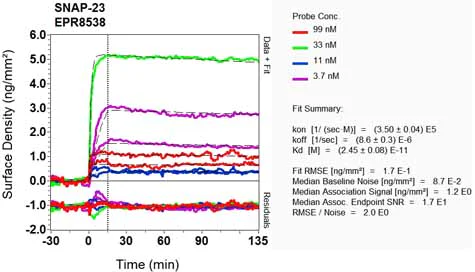 OI-RD Scanning - Anti-SNAP23 antibody [EPR8538] - Low endotoxin, Azide free (AB222224)