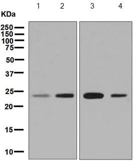 Western blot - Anti-SNAP23 antibody [EPR8539] - BSA and Azide free (AB248624)
