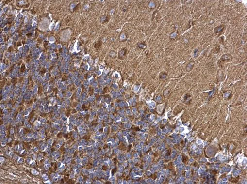 Immunohistochemistry (Formalin/PFA-fixed paraffin-embedded sections) - Anti-SNAP25 antibody (AB228880)