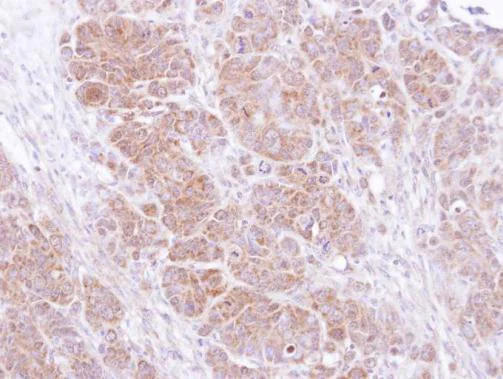 Immunohistochemistry (Formalin/PFA-fixed paraffin-embedded sections) - Anti-SNAP25 antibody (AB228880)