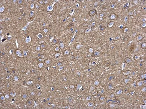 Immunohistochemistry (Formalin/PFA-fixed paraffin-embedded sections) - Anti-SNAP25 antibody (AB228880)