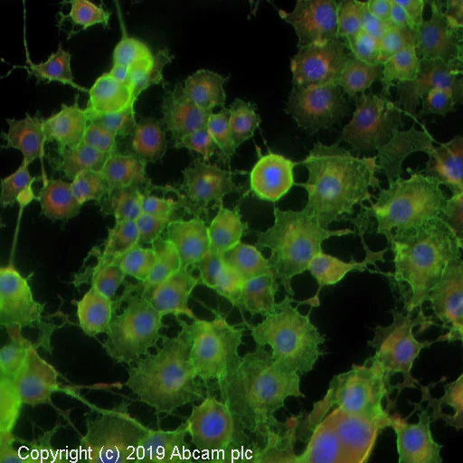 Immunocytochemistry - Anti-SNAP25 antibody (AB41455)