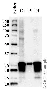 Western blot - Anti-SNAP25 antibody (AB41455)