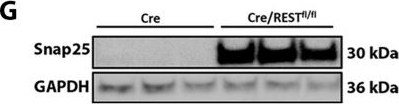 Anti-SNAP25 antibody