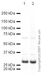 Western blot - Anti-SNAP25 antibody (AB41455)