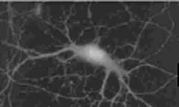 Immunocytochemistry - Anti-SNAP25 antibody (AB5666)