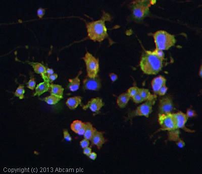 Immunocytochemistry - Anti-SNAP25 antibody (AB5666)