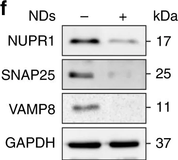 Western blot - Anti-SNAP25 antibody [EPR3275] (AB109105)