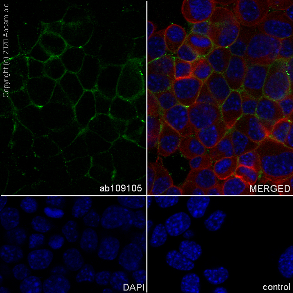 Immunocytochemistry/ Immunofluorescence - Anti-SNAP25 antibody [EPR3275] - BSA and Azide free (AB171355)