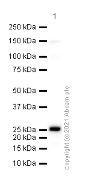 Western blot - Anti-SNAP25 antibody [EPR3275] - BSA and Azide free (AB171355)