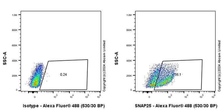 Flow Cytometry (Intracellular) - Anti-SNAP25 antibody [RM1207] - BSA and Azide free (AB320655)