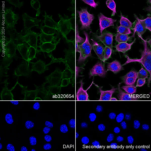 Immunocytochemistry/ Immunofluorescence - Anti-SNAP25 antibody [RM1207] - BSA and Azide free (AB320655)