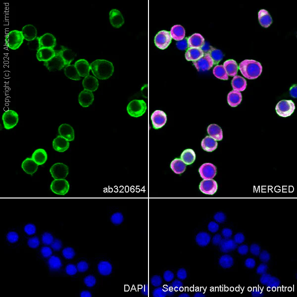 Immunocytochemistry/ Immunofluorescence - Anti-SNAP25 antibody [RM1207] - BSA and Azide free (AB320655)