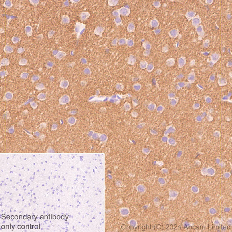 Immunohistochemistry (Formalin/PFA-fixed paraffin-embedded sections) - Anti-SNAP25 antibody [RM1207] - BSA and Azide free (AB320655)