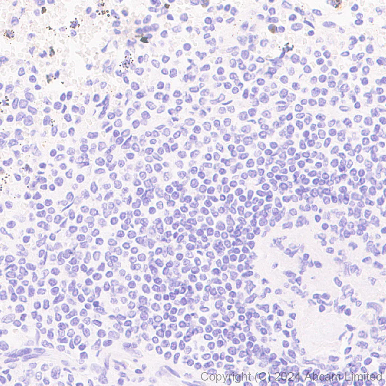 Immunohistochemistry (Formalin/PFA-fixed paraffin-embedded sections) - Anti-SNAP25 antibody [RM1207] - BSA and Azide free (AB320655)