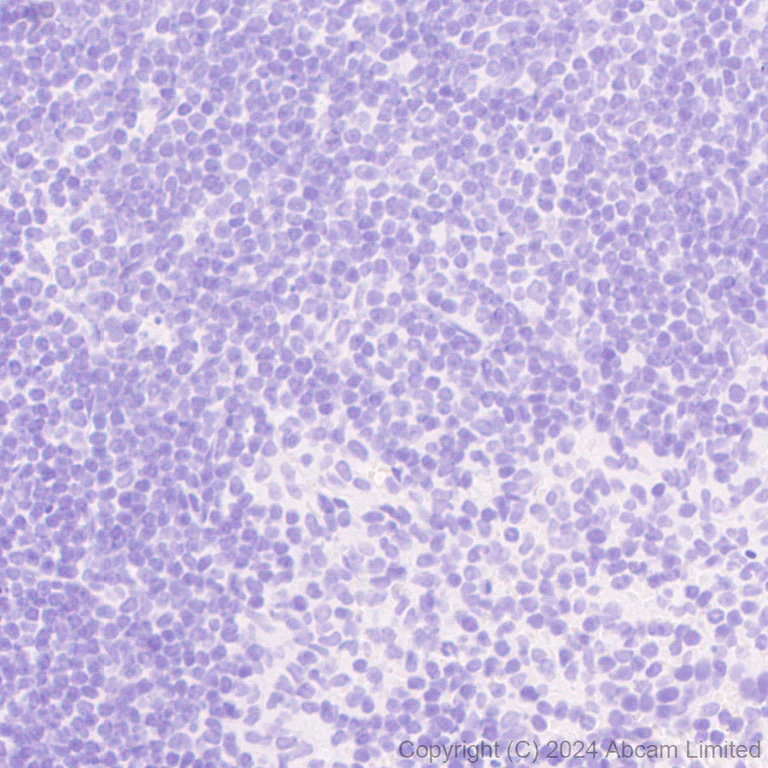 Immunohistochemistry (Formalin/PFA-fixed paraffin-embedded sections) - Anti-SNAP25 antibody [RM1207] - BSA and Azide free (AB320655)