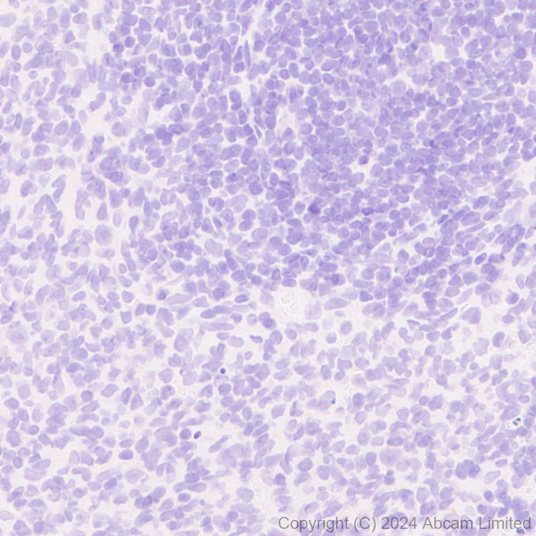 Immunohistochemistry (Formalin/PFA-fixed paraffin-embedded sections) - Anti-SNAP25 antibody [RM1207] - BSA and Azide free (AB320655)