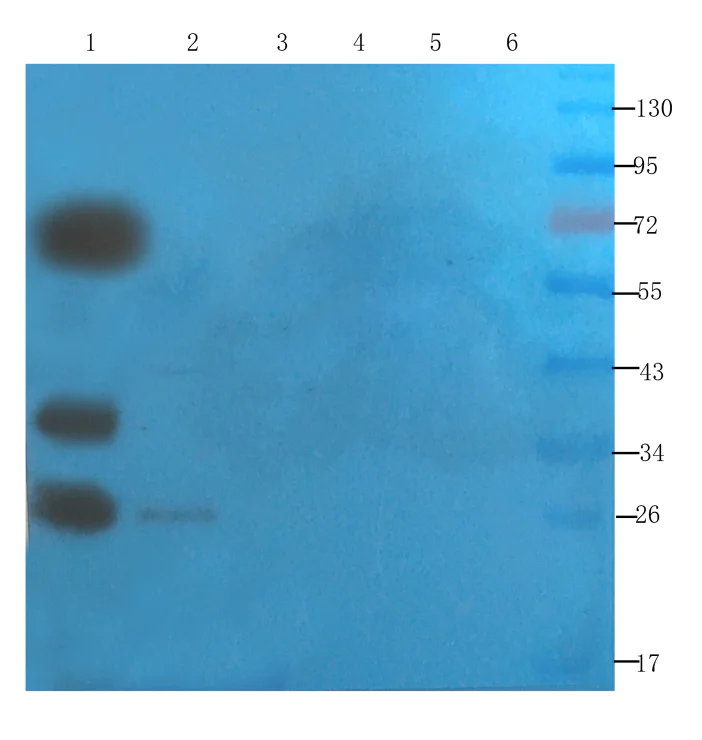 Western blot - Anti-SNAP25 antibody [SP12] (AB288428)