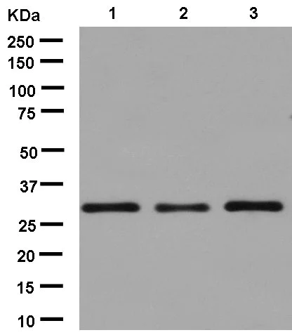 Western blot - Anti-SNAP29 antibody [EPR9198(2)] (AB181151)