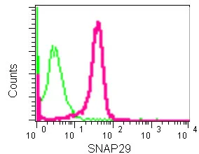Flow Cytometry (Intracellular) - Anti-SNAP29 antibody [EPR9198(2)] - BSA and Azide free (AB240248)
