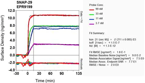 OI-RD Scanning - Anti-SNAP29 antibody [EPR9199] - BSA and Azide free (AB240110)