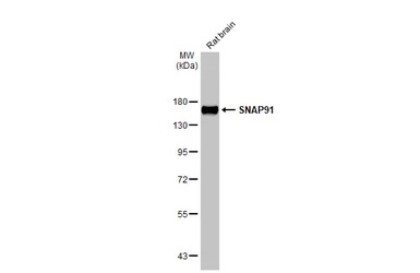 Western blot - Anti-SNAP91 antibody [HL1657] (AB308182), expandable thumbnail