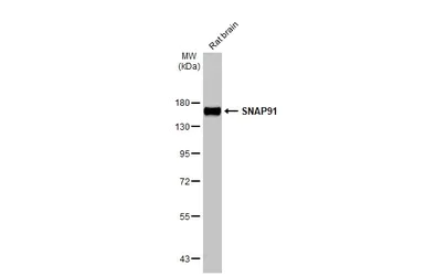 Western blot - Anti-SNAP91 antibody [HL1657] (AB308182)