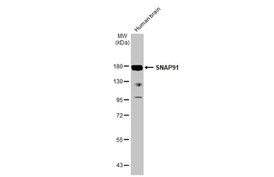 Western blot - Anti-SNAP91 antibody [HL1657] (AB308182)