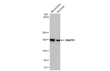 Western blot - Anti-SNAP91 antibody [HL1657] (AB308182)