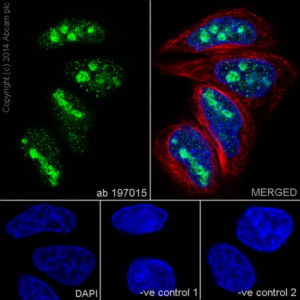 Immunocytochemistry/ Immunofluorescence - Anti-SNAPC1 antibody [EPR16466] (AB197015), expandable thumbnail