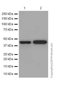 Western blot - Anti-SNAPC1 antibody [EPR16466] (AB197015)