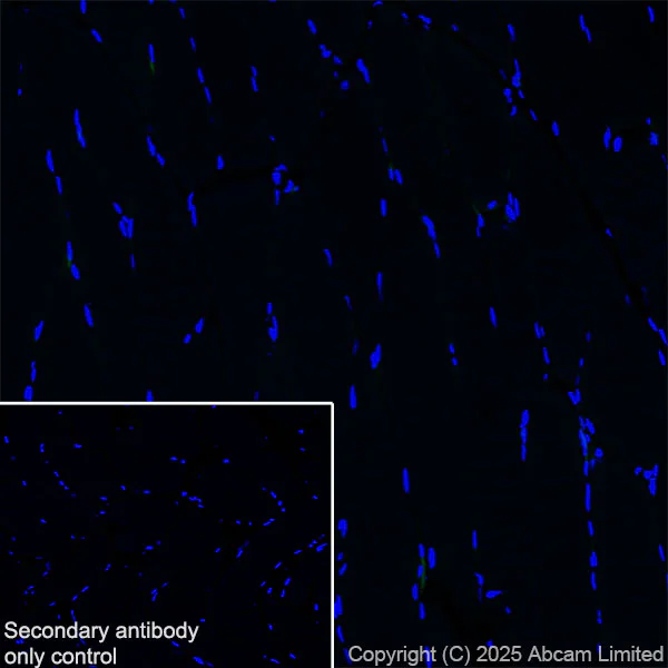 Immunohistochemistry (Frozen sections) - Anti-Snapin antibody [RM2091] (AB324947)