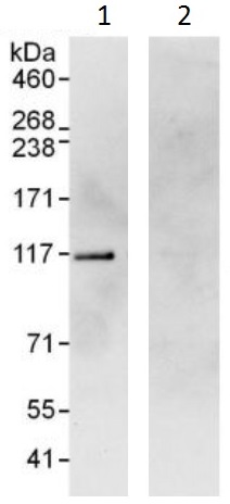 Immunoprecipitation - Anti-SND1 antibody (AB225620), expandable thumbnail