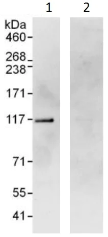 Immunoprecipitation - Anti-SND1 antibody (AB225620)