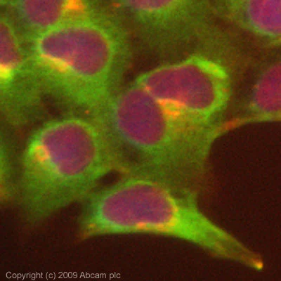 Immunocytochemistry/ Immunofluorescence - Anti-SND1 antibody (AB65078)